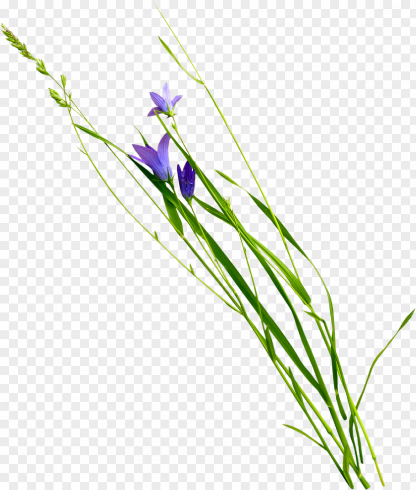 Gazania Violet Flower Plant Photography Clip Art PNG