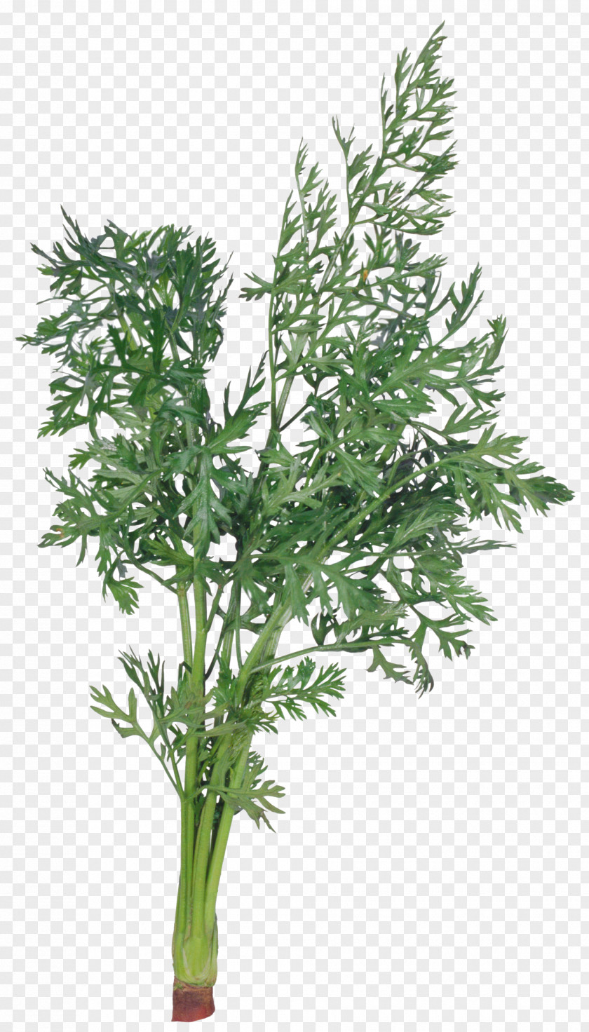 Herbes Bargli Sabzavotlar Dill Herb Parsley Salad PNG