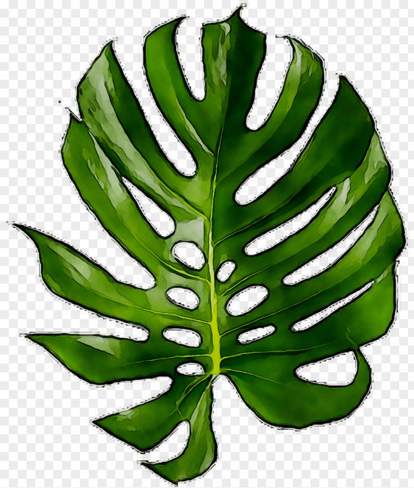 Leaf T-shirt Email Fruit Plant Stem PNG