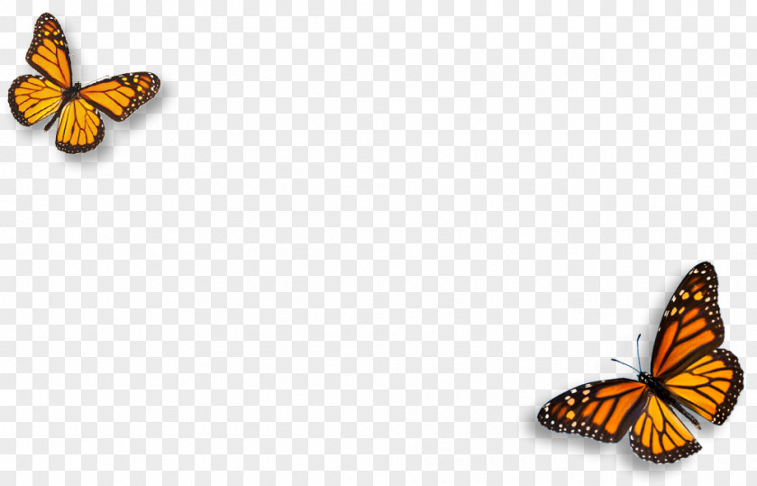 Natural Environment Monarch Butterfly Pieridae Brush-footed Butterflies PNG