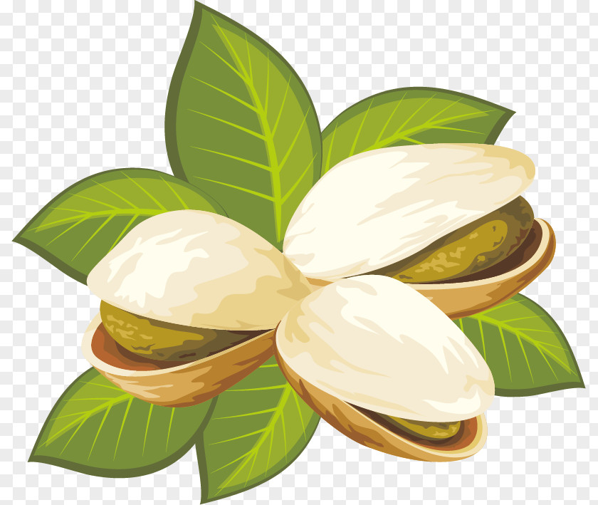 Pistachios Illustrator Vector Material Pistachio Royalty-free Nut Clip Art PNG