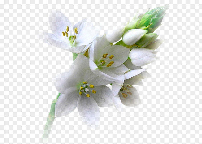 Flower Blog Animaatio Floral Design PNG