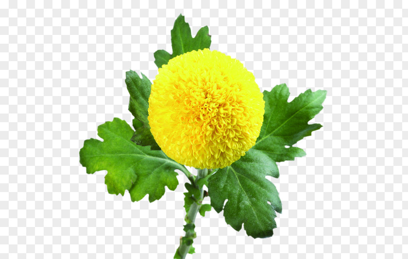 JPEG Chrysanthemum Image Vector Graphics PNG