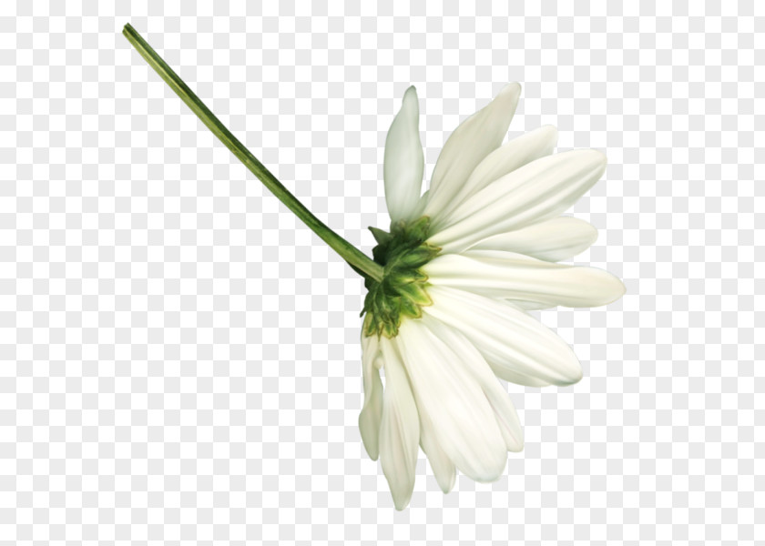 White Flower Images Petal Daisy Family Chamomile PNG