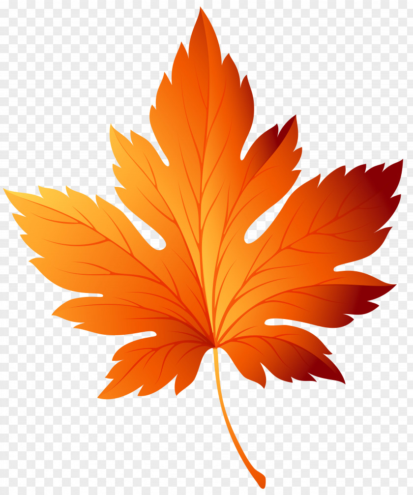 Autumn Leaf Transparent Clip Art Image Color PNG