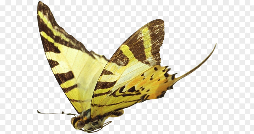 Butterfly Pieridae Lycaenidae Moth PNG