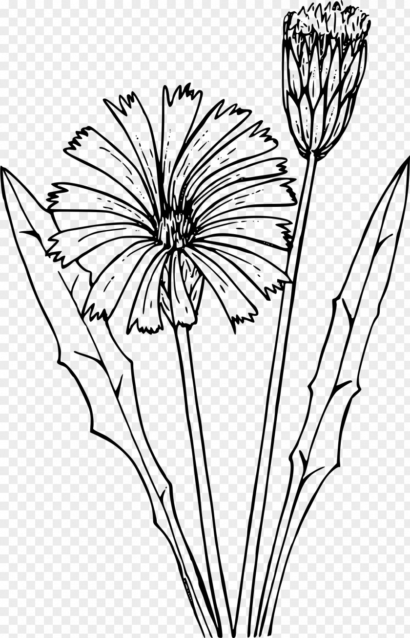 Dandelion Wildflower Drawing PNG
