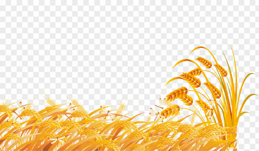Golden Wheat Field Fundal PNG