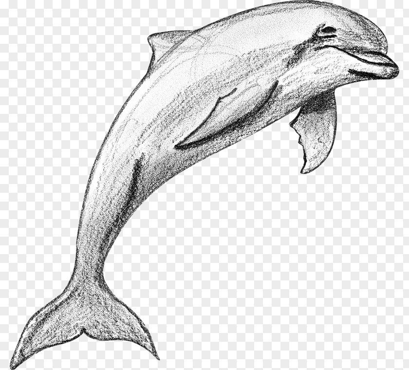 Sketch Porpoise Tucuxi Common Bottlenose Dolphin Rough-toothed Short-beaked PNG