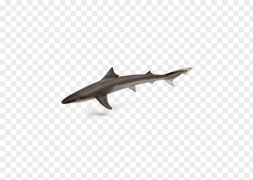 Ocean Shark Fin Soup Requiem Finning PNG
