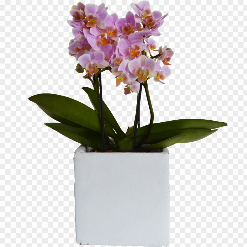 Plant Moth Orchids Flowerpot Cattleya PNG