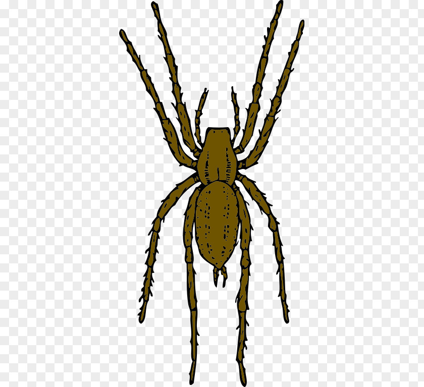 Spider Monkey Pictures Free Brown Recluse Clip Art PNG