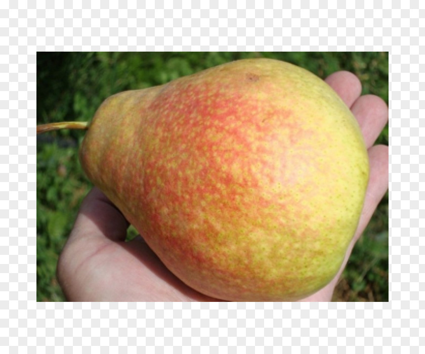 Apple Local Food Pear Peach PNG