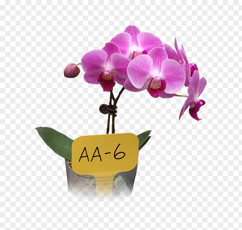 Business Moth Orchids Cut Flowers Trading Company PNG