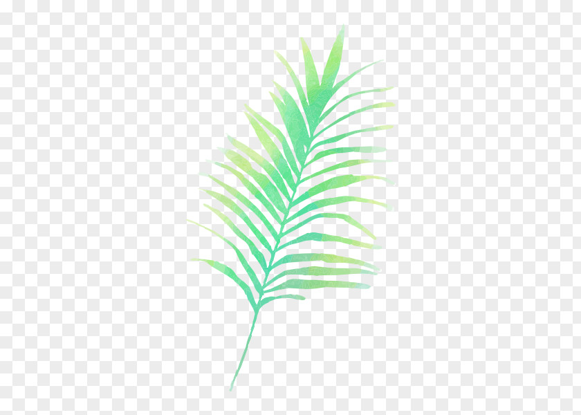 Ferns Unfurling Palm Trees Vector Graphics Clip Art PNG