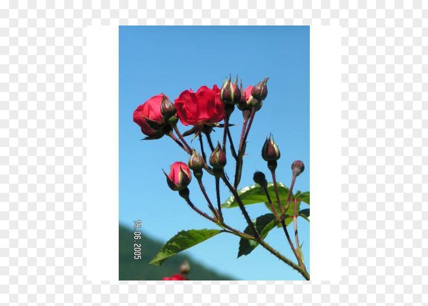 Rose Petal Family Bud Plant Stem Herbaceous PNG