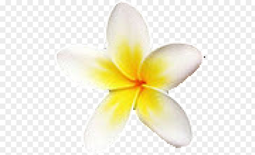 Frangipani Flower Petal Stock Photography PNG