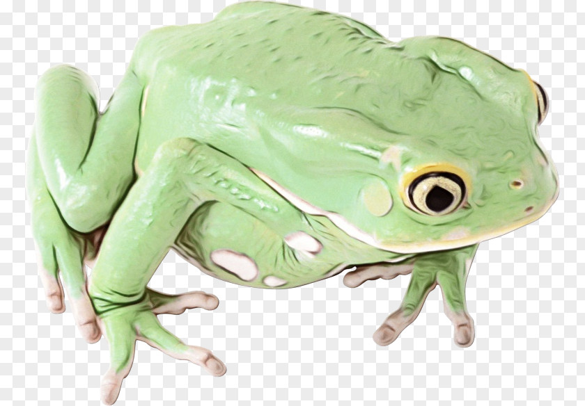 Frog Transparency Image Clip Art PNG