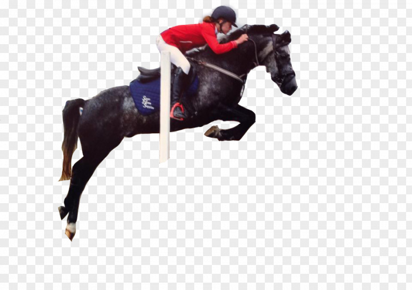 Jumping Horses Stallion Equestrian Horse Tack PNG