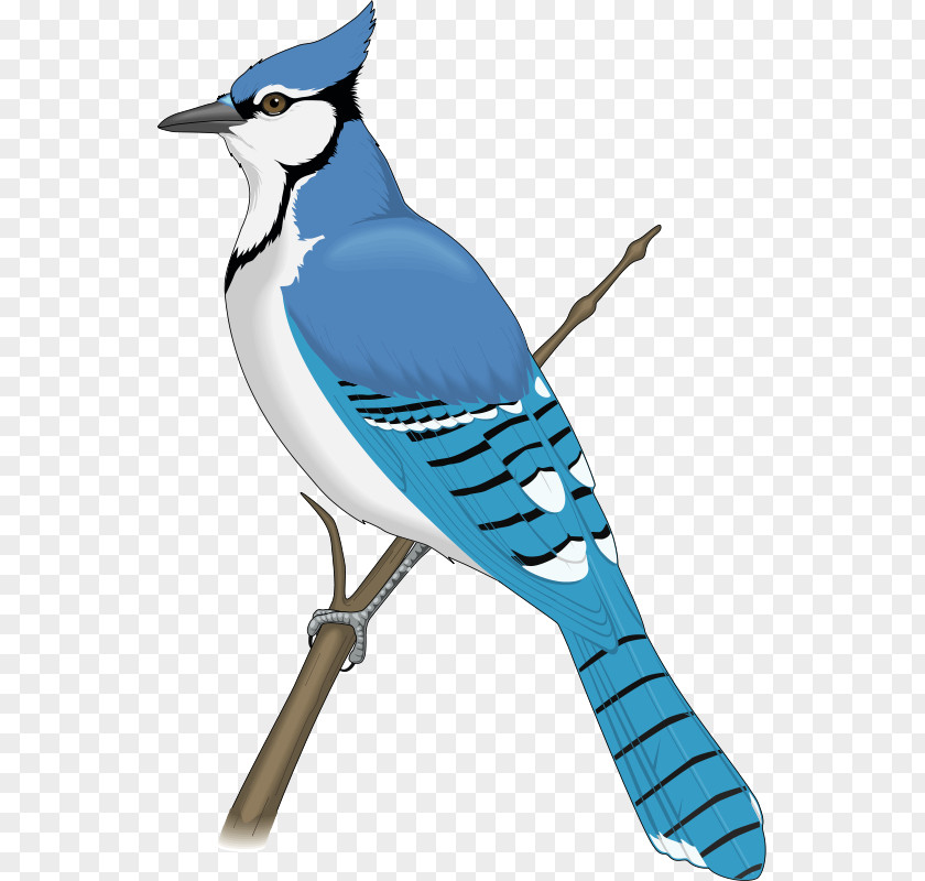 Blue Bird Jay Clip Art PNG