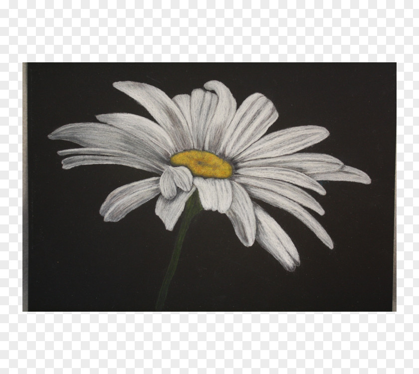 Chamomile Common Daisy Oxeye Color Pencil PNG