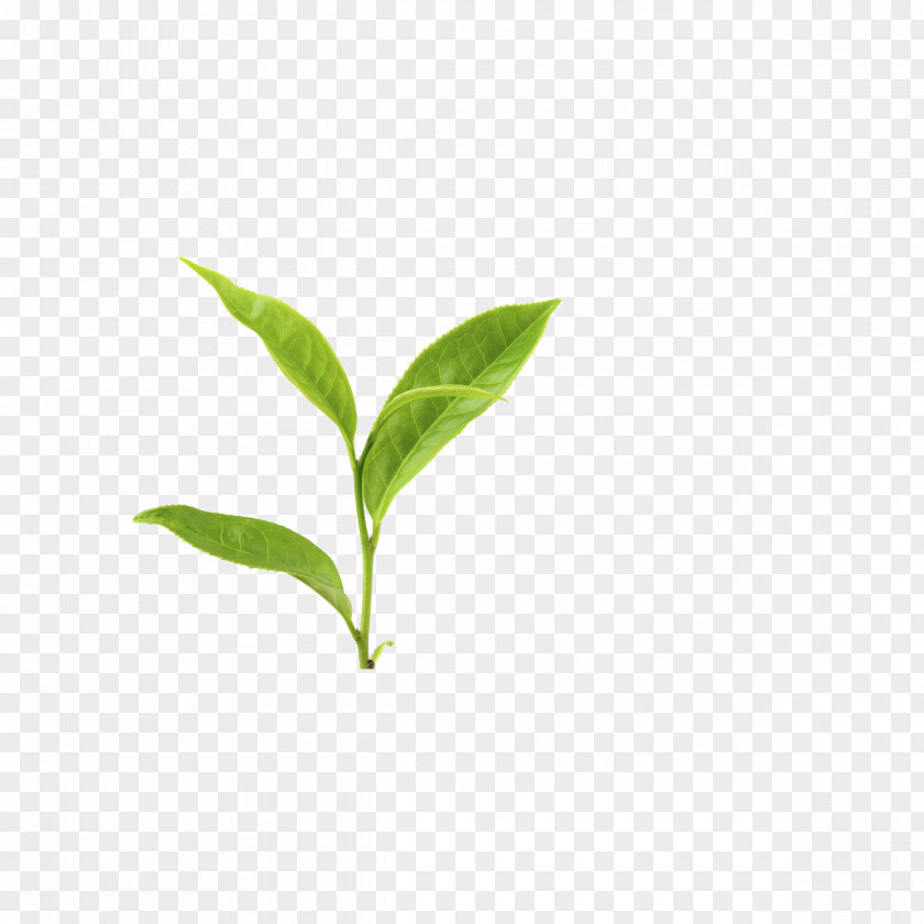 Green Tea Plant Earl Grey White PNG