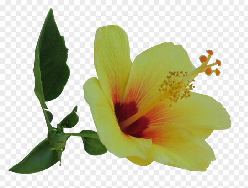 Hibiscus Yellow Plant Common PNG