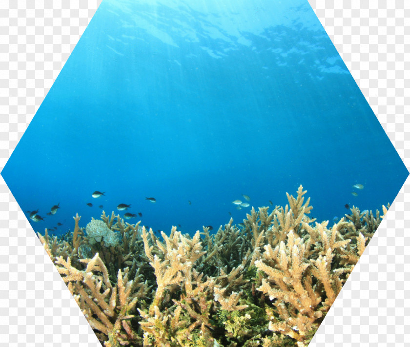 Water Coral Reef Fish Ecosystem PNG