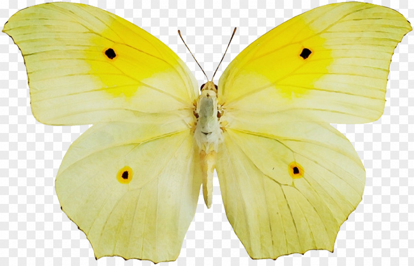 Cabbage Butterfly Arthropod Watercolor Background PNG