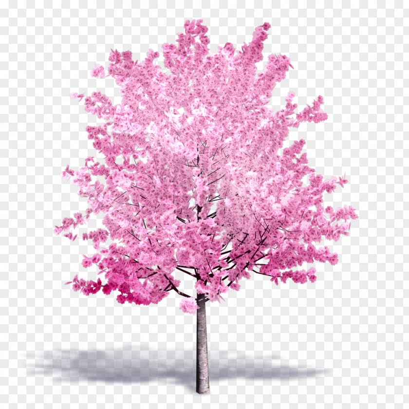 Cherry Tree Autodesk Revit Building Information Modeling ArchiCAD .dwg PNG