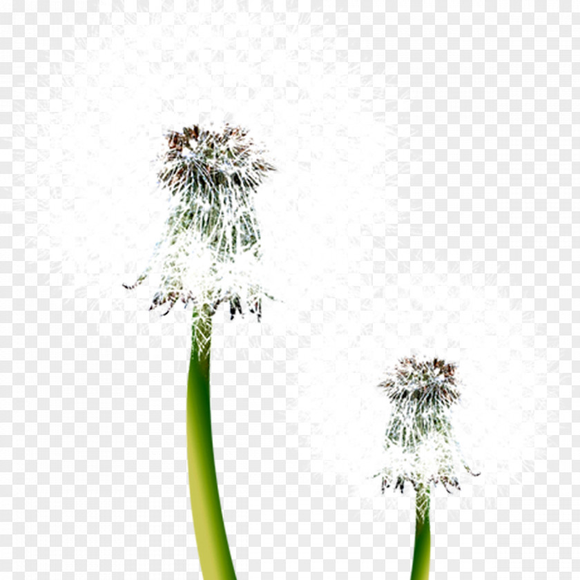 Dandelion Android Download Mobile Phone Display Resolution Wallpaper PNG