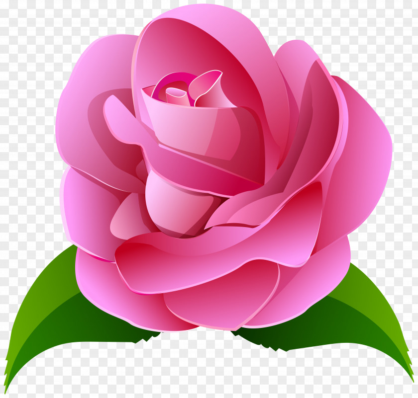 Pink Rose Deco Transparent Clip Art Image Centifolia Roses PNG