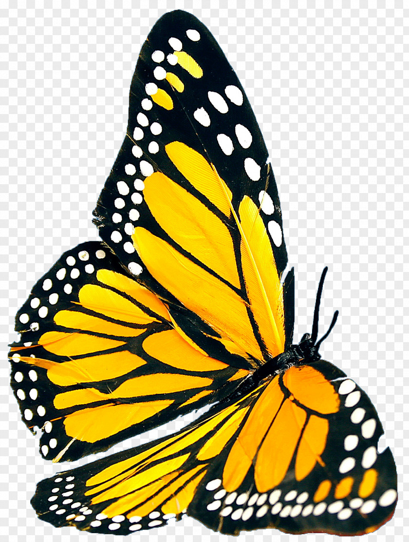 Santutxu Txirrindulari Elkartea Monarch Butterfly Basque Harrera Pieridae Voluntary Association PNG