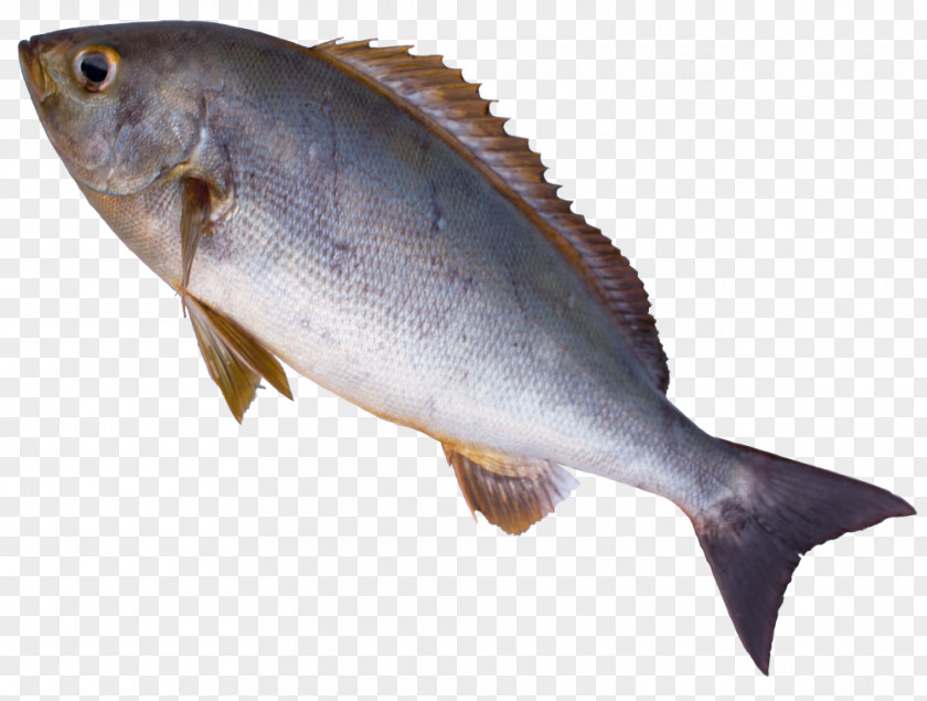 Sunil Kumar Jakhar Cod Fish Products Salmon Oily Sotoura PNG