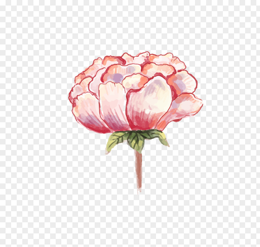 Watercolor Peony Watercolor: Flowers Painting PNG