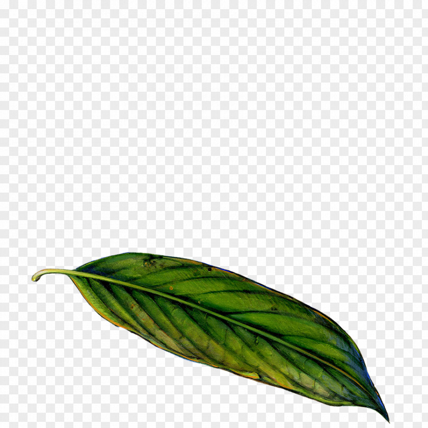 Young Leaves Leaf Photosynthesis Chloroplast Photosynthetic Capacity Plant PNG