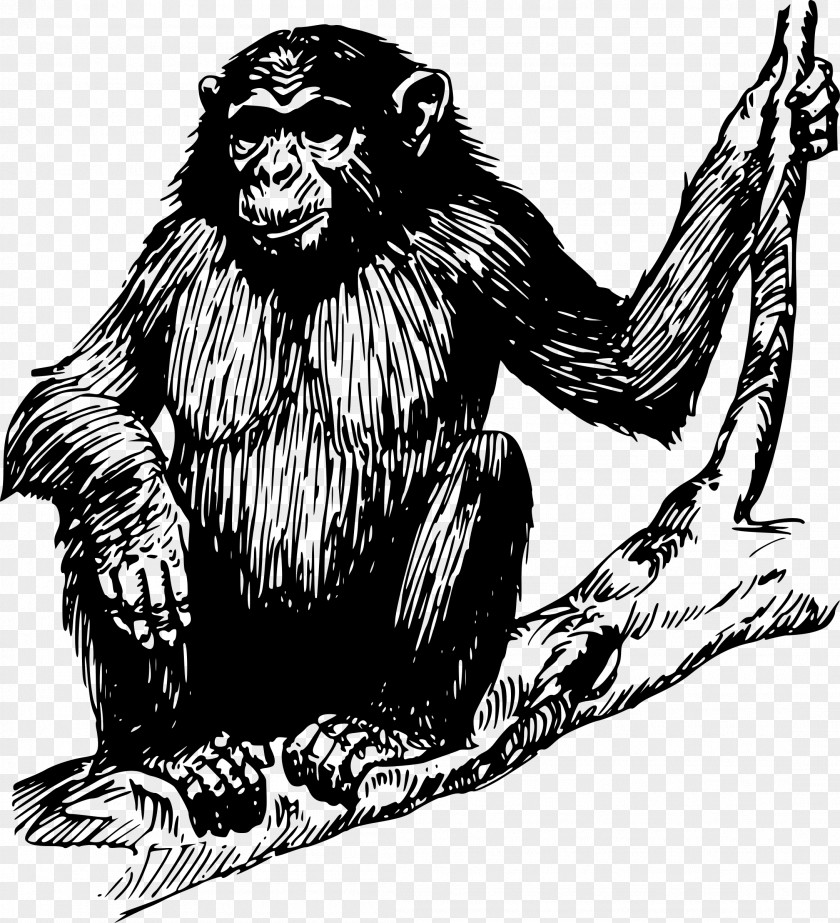 Chimpanzee Ape Gorilla Orangutan Clip Art PNG