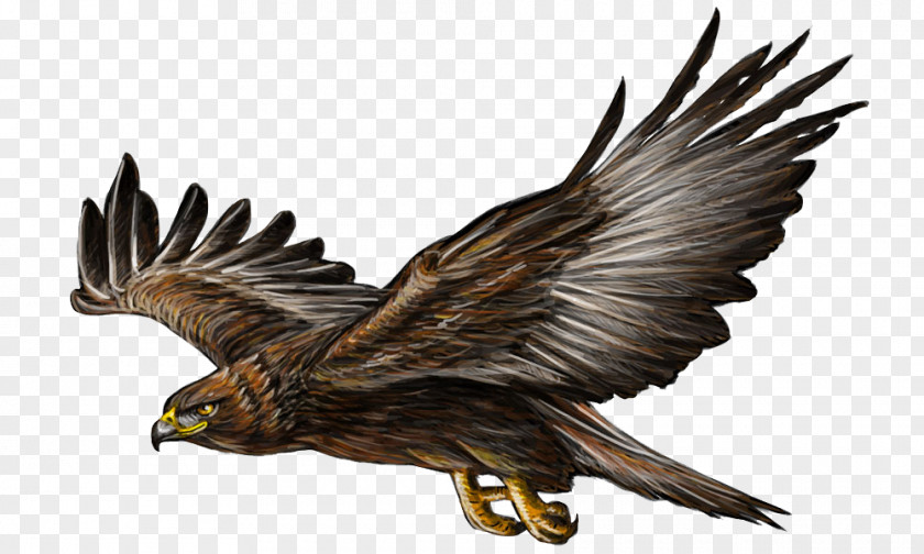 Eagle Wings Bald Bird Flight Golden PNG
