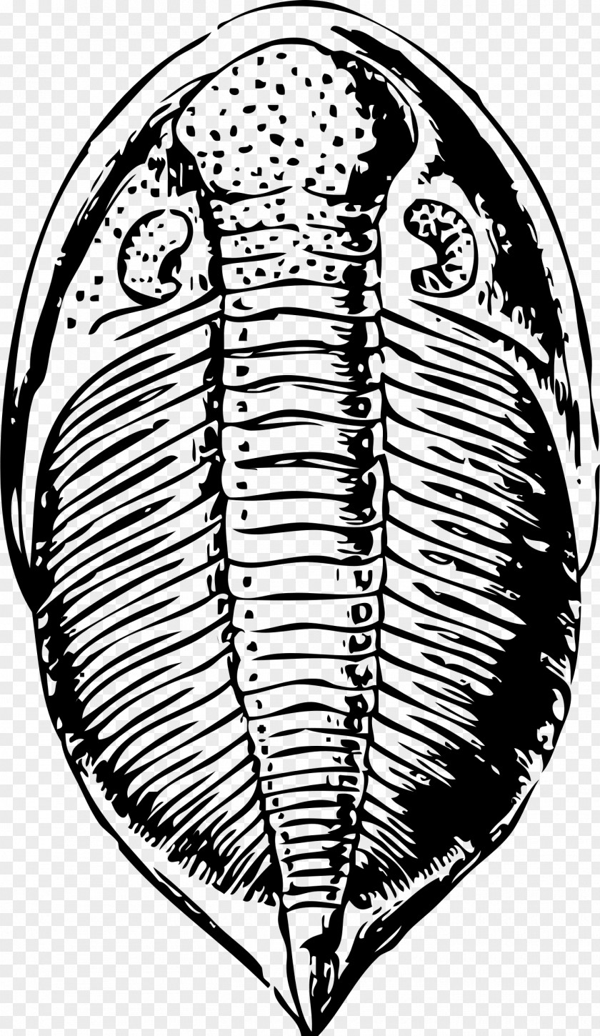 Fossils Trilobite Fossil Drawing Clip Art PNG