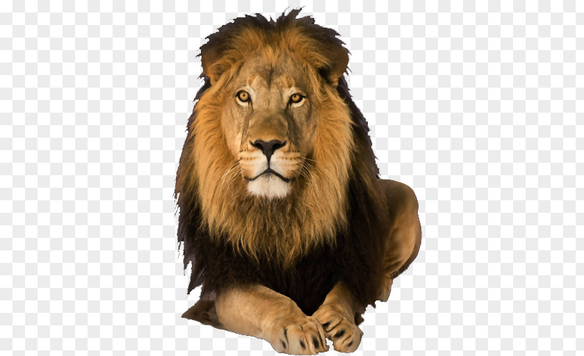Lion Image Android Leopard PNG