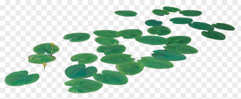 孩子 Nelumbo Nucifera PNG