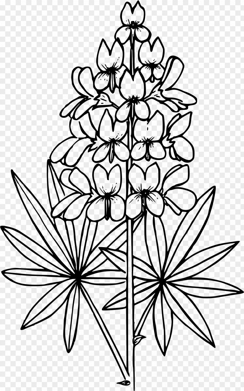 Drawing Lupine Line Art Clip PNG