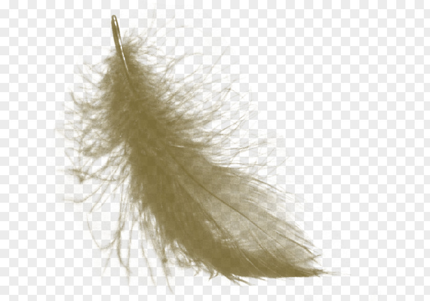 Feather Fashion PNG