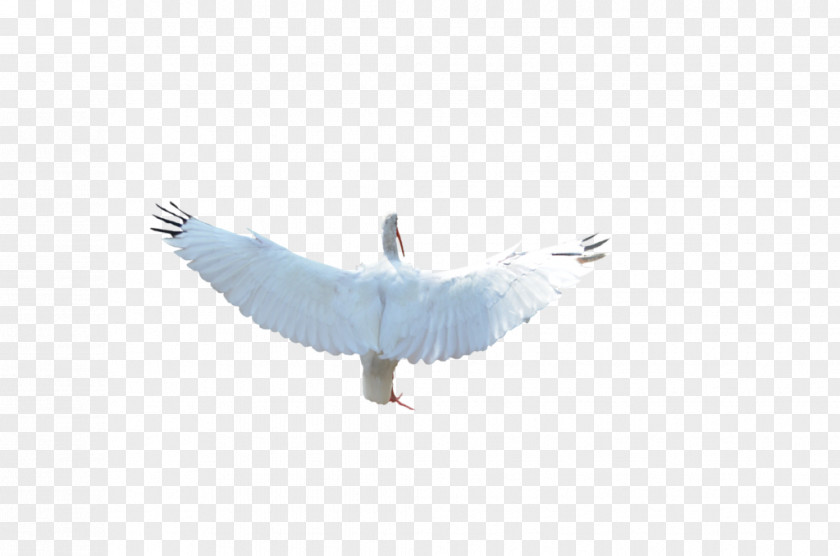 Feather Seabird Beak Water Bird PNG