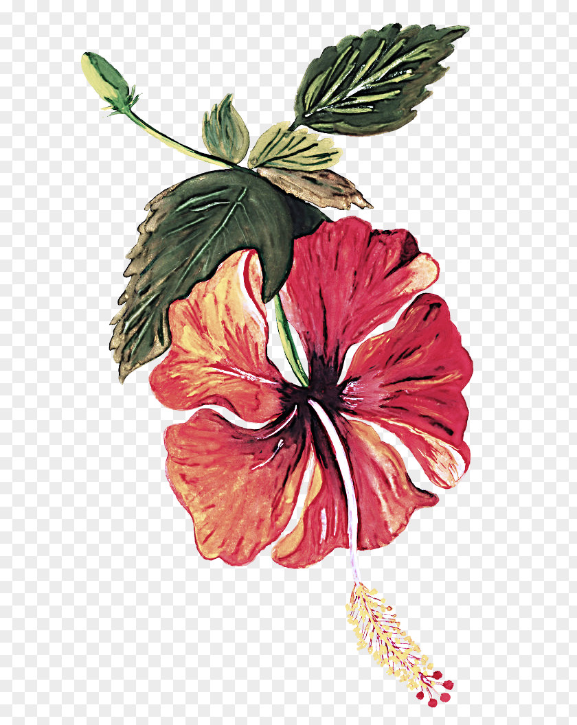 Flower Hibiscus Hawaiian Plant Chinese PNG