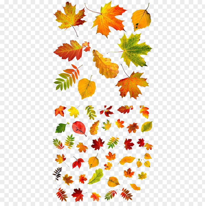 Free Photos Autumn Leaves To Pull Material Leaf Color PNG