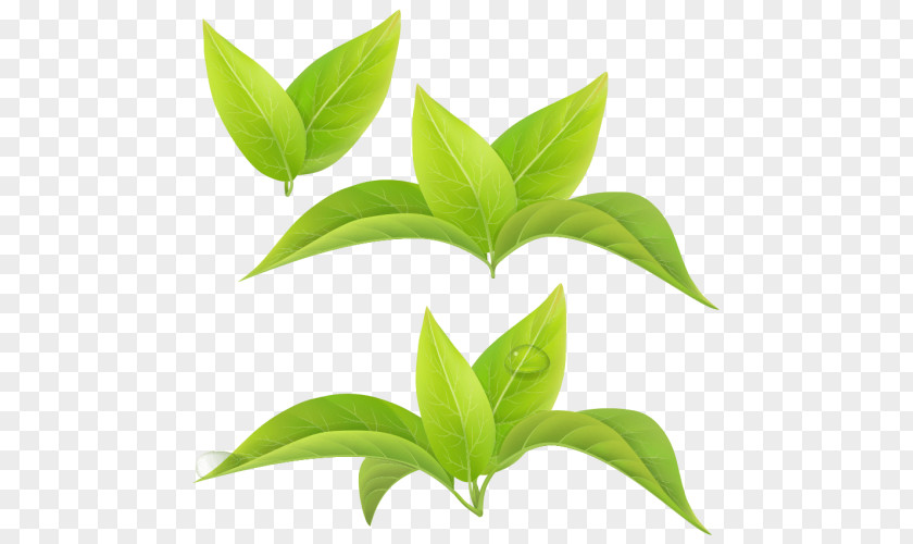 Leaf Green Tea Matcha White PNG
