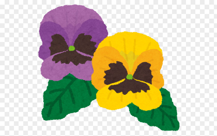 Pansy Flower ビオラ Plate-bande Sowing PNG