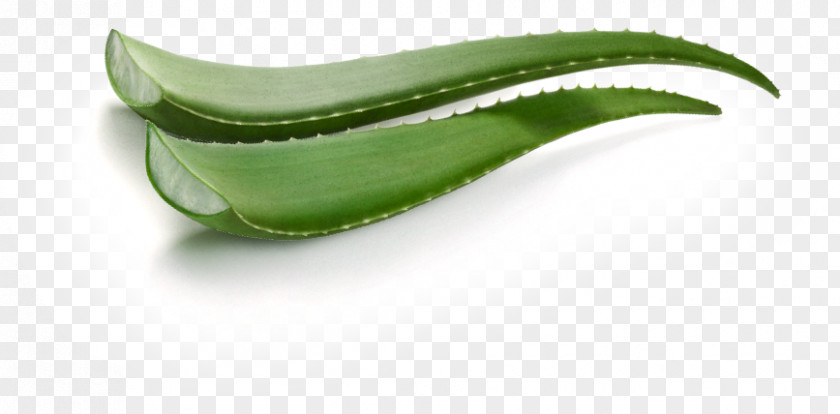 Aloe Vera Leaf Gel PNG