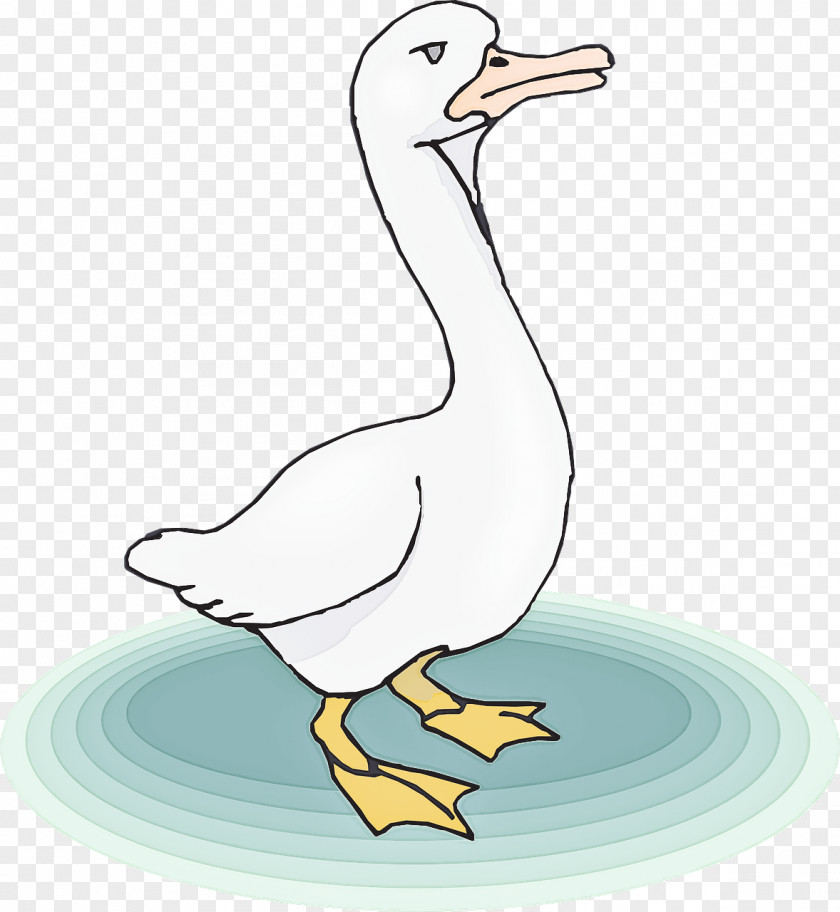 Bird Beak Goose Seabird Water PNG